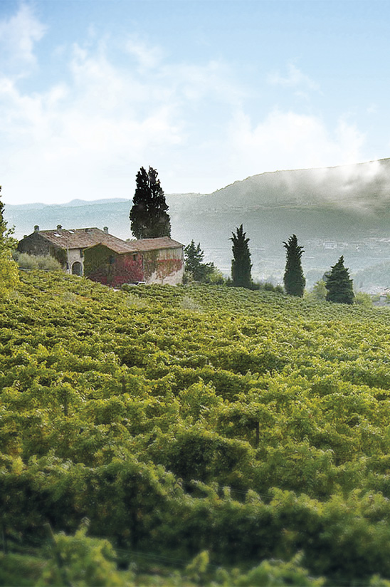 MASI | Wine | Angelorum Recioto della Valpolicella Classico DOCG