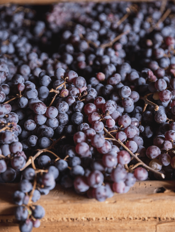 MASI | Wine | Costasera Amarone della Valpolicella Classico
