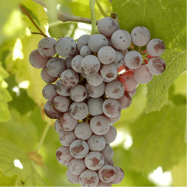 MASI | Wine | Angelorum Recioto della Valpolicella Classico DOCG