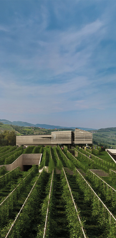 MASI | Cantina e azienda vitivinicola in Valpolicella ...